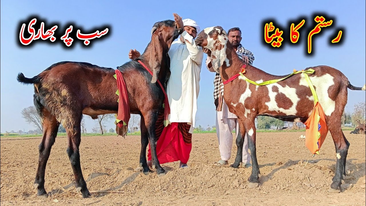 Big Size Breader Goats Of Mehboob Bhai- Big Giant Bkra 2024 - YouTube