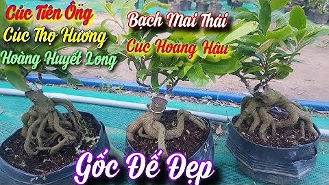 (15/05/2021) Cúc Thọ Hương, Hoàng Huyết Long, Bạch Mai Thái,Cúc Hoàng Hậu, Cúc Tiên Ông 0359910781