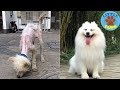 60 Unbelievable Before & After Rescue Dog Transformations PT.1