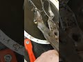 cleaning up my wiss shears #tools #sewing #scissors