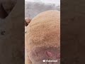 las aventuras con capibarin 2