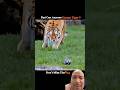 all animals miss... but tiger never misses #animals #shorts #trending #youtube #viral