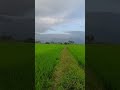 💕🌾🌿village Nature vibes🌾ks meenachipuram Area💕🌿🌾