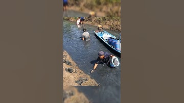 Crayfish vietnamese | Cách bắt tôm CÀNG XANH cực dễ Ở MIỀN TÂY #tomcanhxanh #crayfish