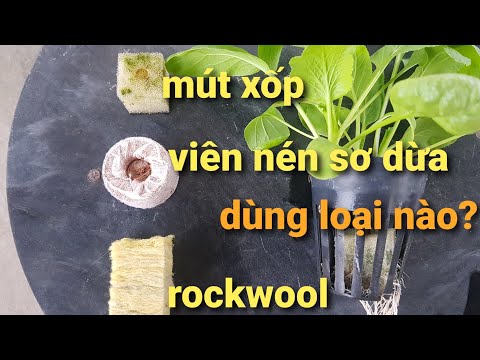 Giá Thể Xơ Dừa Trồng Rau Thủy Canh - đánh giá sử dụng viên nén xơ dừa, mút xốp, rockwool trong trồng thủy canh