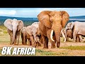 African Wildlife Animals Collection in 8K HDR 60FPS ULTRA HD