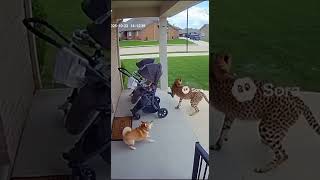 Dog vs Cheetah Showdown! 🦁📹