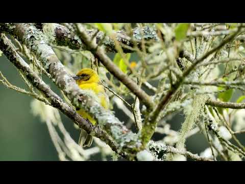 Tour Guanacaste - Rio Celeste Blue Waterfall Trip