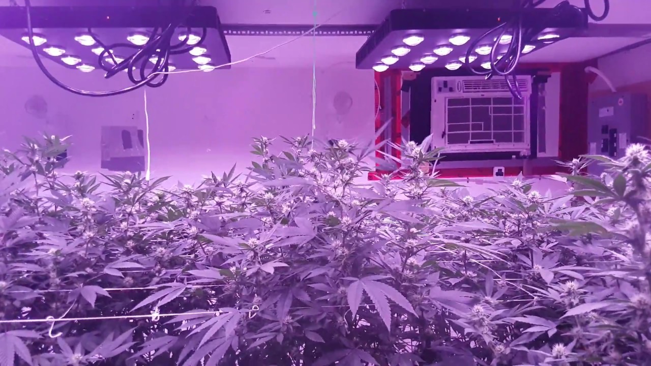 9000 Watt Cob LED Grow Season 4 Episode 3