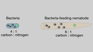 Role of nematodes in nutrient cycling