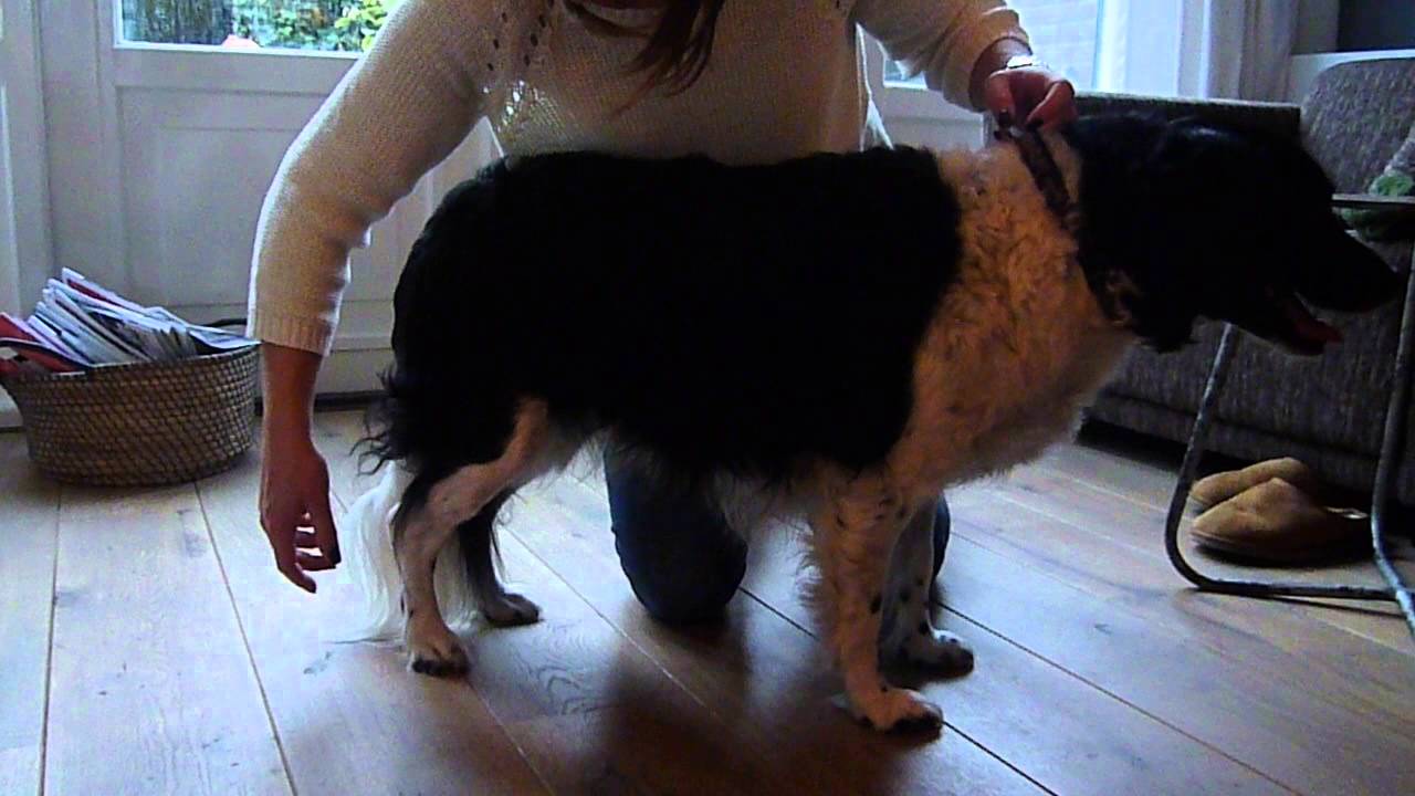 spierversterkende oefening achterpoten hond YouTube