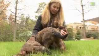 Briard - Dog Breed by Petclub India 742 views 11 years ago 2 minutes, 35 seconds