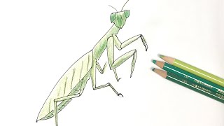 カマキリ の描き方 色鉛筆とペンの簡単イラスト Mantis Youtube