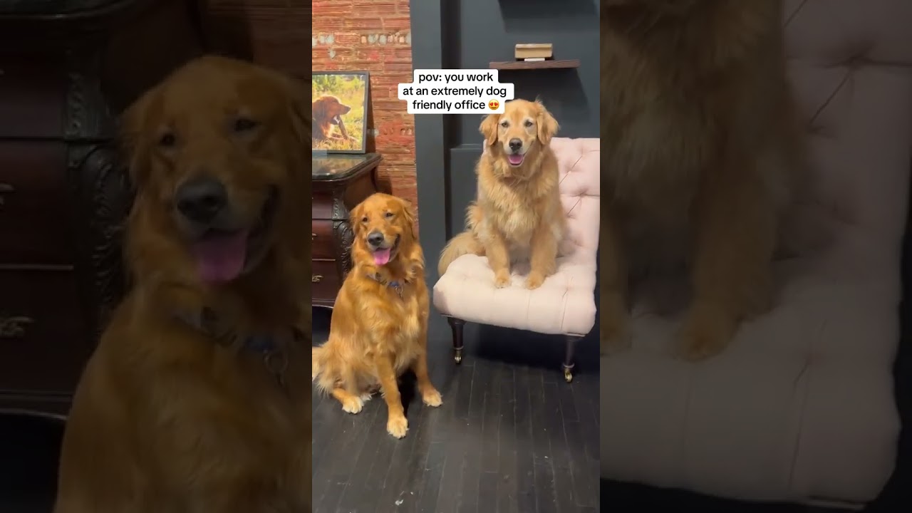 pov: you work at an extremely dog friendly office 