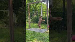 Devilsden Chella Hard To Believe She Had 13 Puppies Six Weeks Ago