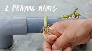 Two Praying Mantis | Hai con bọ ngựa