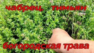 🌿✅ЧАБРЕЦ. СБОР ЧАБРЕЦА. ПОЛЕЗНЫЕ СВОЙСТВА И ПРИМЕНЕНИЕ