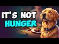 Stop Thinking Your Dog Is Begging — It's Not HUNGER
