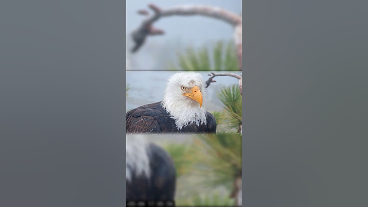 Jackie's excitement for Shadow 💕🦅 | 5.4.25 #eagle #wildlife #birds #baldeagle #eaglets #shorts