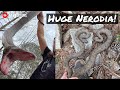 Catching Huge Brown Watersnakes at the Lake! February Herping in North Georgia