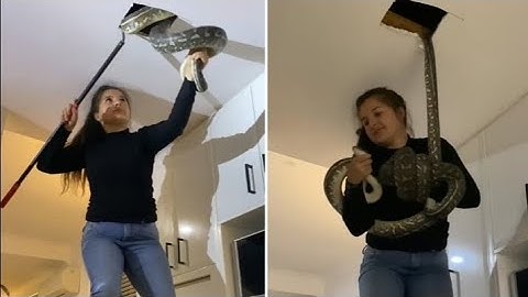 Sunshine Coast snake catcher wrangles two massive carpet pythons