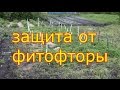 защита от фитофторы