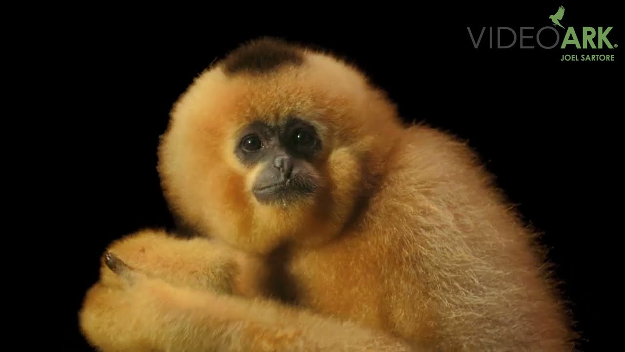 A female northern yellow-cheeked gibbon (Nomascus annamensis) at