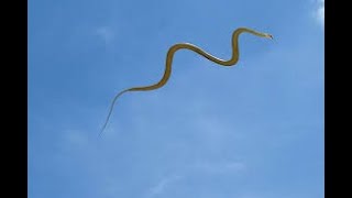The Amazing Paradise Flying Snake  Wildest Islands Of Indonesia 1080p