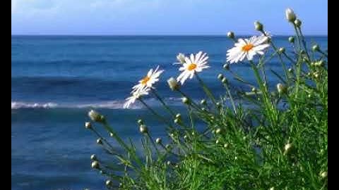 112 সূরা এখলাছ || Al Ikhlas | Sincerity | سورة الإخلاص | আল কোরআন বাংলা অনুবাদ সহ | quran bangla