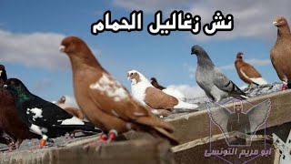 طريقه نش زغاليل الحمام| ازاي تطير زغاليل واهم نصائح لنش الزغاليل بسهوله