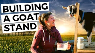 DIY Pallet Goat Milking Stand or Stancheon // Homesteading