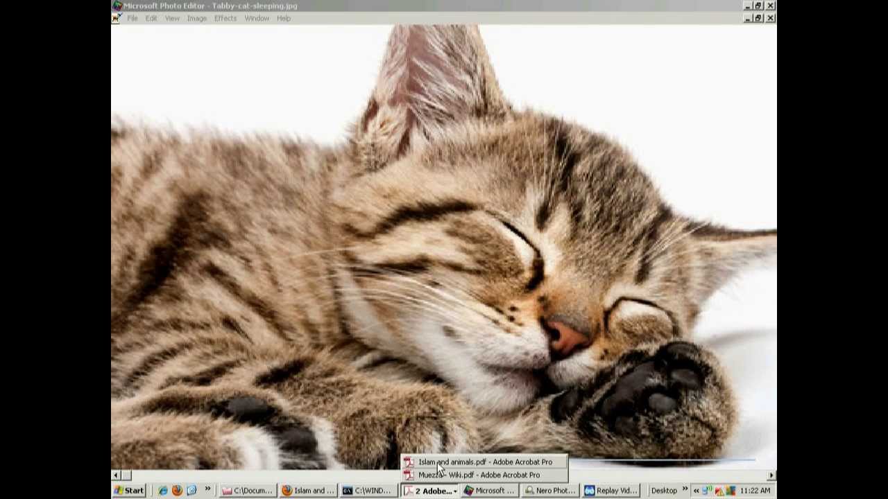 Mohammed Holy Cats Muezza Youtube Mohammed Holy Cats Muezza Youtube