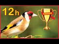 GOLDFINCH 12h The BEST Winner Maestro !!!