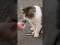 Downing Street's Larry the Cat gives 'exclusive' interview