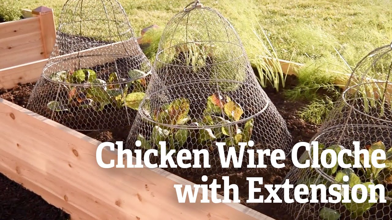 Chicken Wire Cloche with Extension