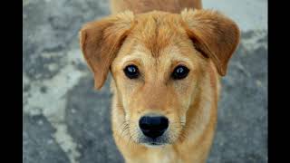 Why Are Dogs Docked? The Surprising History and Reasons Behind Tail Docking!