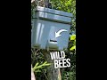 We caught wild bees!