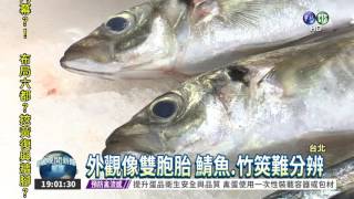 石喬混充土魠魚狂撈5倍黑心錢 