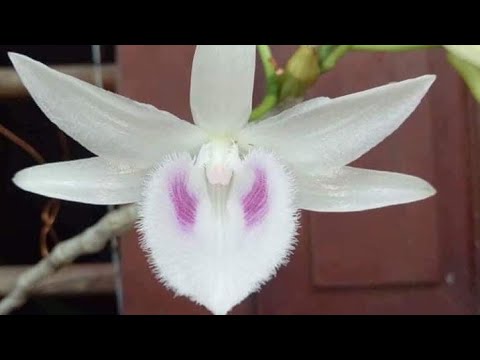 Video THẦY GIÁO LÀNG (9/4) 5CT CỦ CHI, ANH CẢ GIÁ RẺ... - youtube