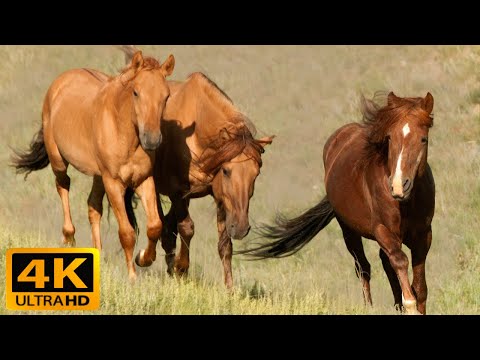 4K Video Ultra HD Relaxing Music - Wild Horses in 4k - Beautiful Relax Piano Music For Stress Relief