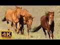 4k ultra relaxing music  wild horses in 4k  beautiful relax piano music for stress relief