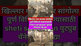 खिल्लार गाय बाजार #viral #शेतकरी #shortsvideo #milk #cow #farming #shorts #khillar #trendingvideos