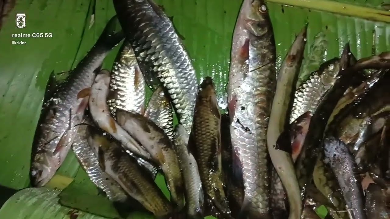 Fishing in Traditional Way🔥 