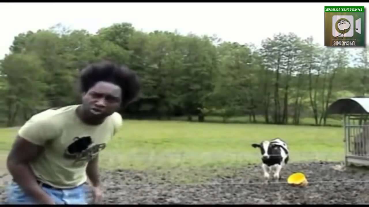 zvios repi zvios repi