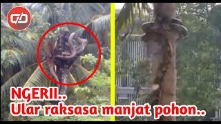 NGERI...!!! Ular Raksasa ini Manjat Pohon Kelapa dengan Gesitnya