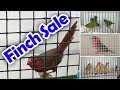 Bird Sale Queensland Finch Society Jan 2019