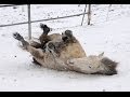 Horses Playing in Snow