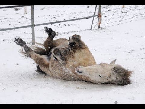 "horses-playing-in-snow"-||-cfs