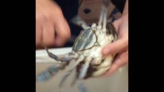 Backing Crabs in Cameron, LA screenshot 5