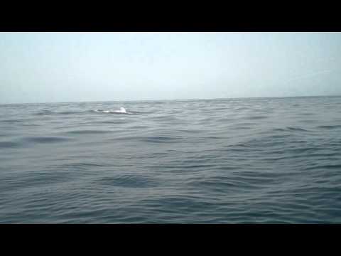 Dancing Striped Marlin - Sea of Cortez - The Lawhe...